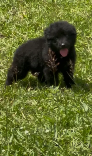 1-3 months Female Purebred German Shepherd