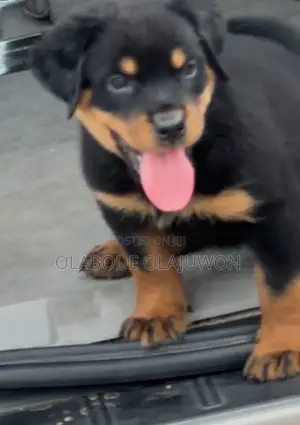 1-3 months Male Purebred Rottweiler