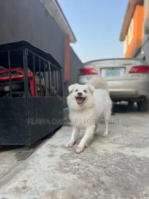 1+ year Male Purebred American Eskimo