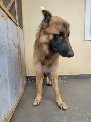 1+ year Male Purebred German Shepherd