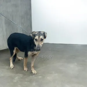 3-6 months Female Purebred German Shepherd