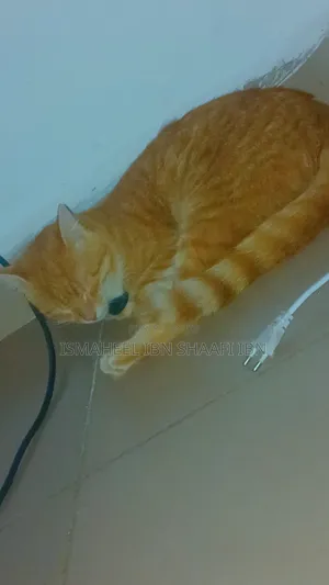6-12 months Male Mixed Breed Tabby