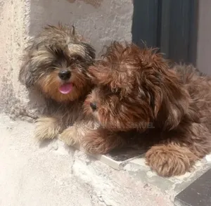 3-6 months Male Purebred Lhasa Apso