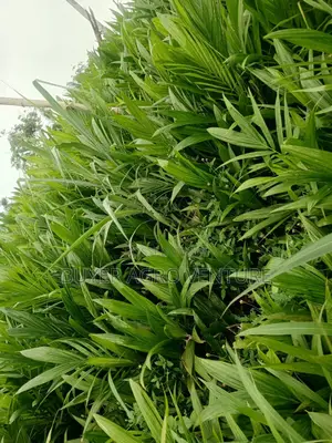 Malaysia Super Gene