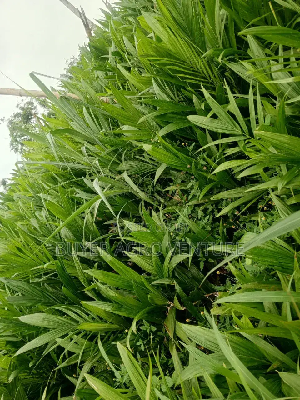 Malaysia Super Gene