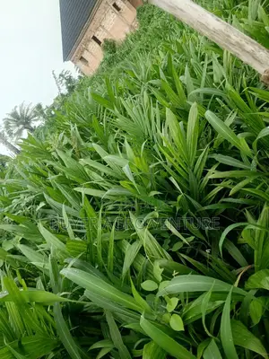 Malaysia Super Gene