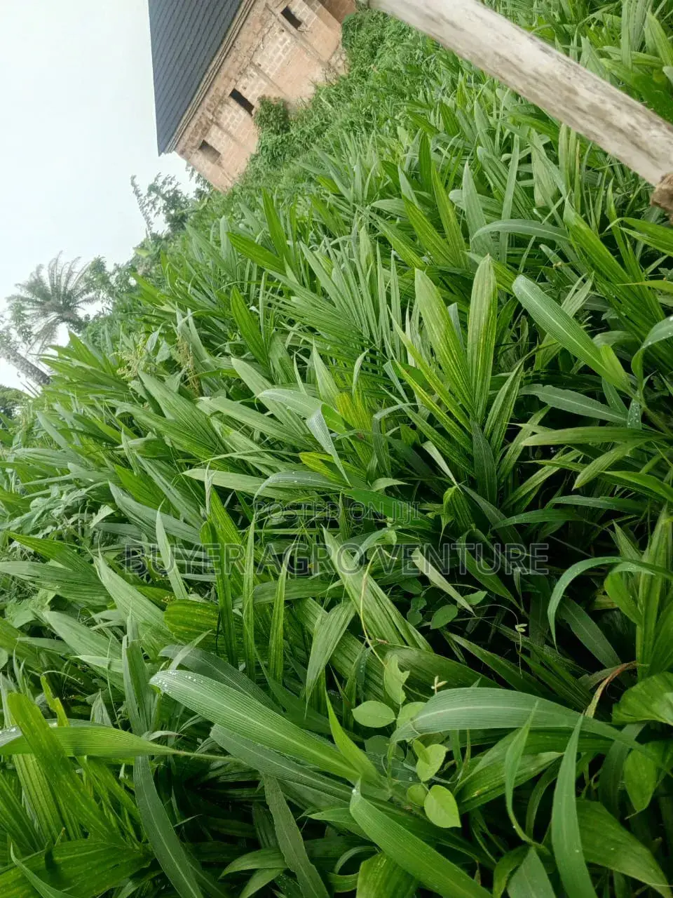 Malaysia Super Gene
