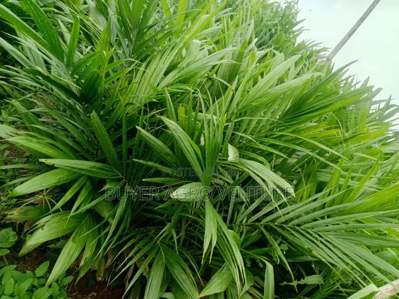 Malaysia Super Gene