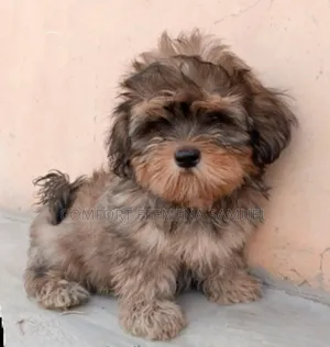 1-3 months Male Purebred Lhasa Apso