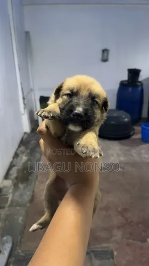 0-1 month Male Mixed Breed Caucasian Shepherd