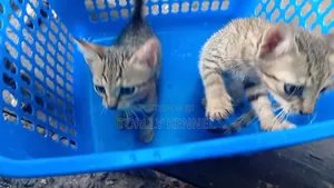 1-3 months Male Purebred American Shorthair