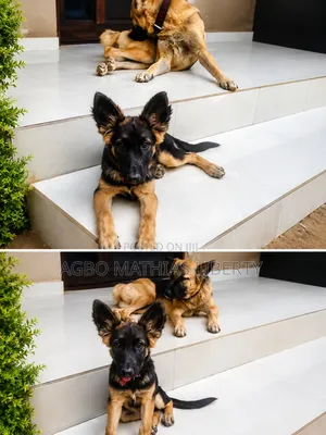 3-6 months Female Purebred German Shepherd