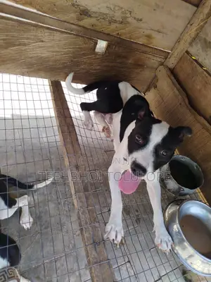 1+ year Male Purebred American Pit Bull Terrier