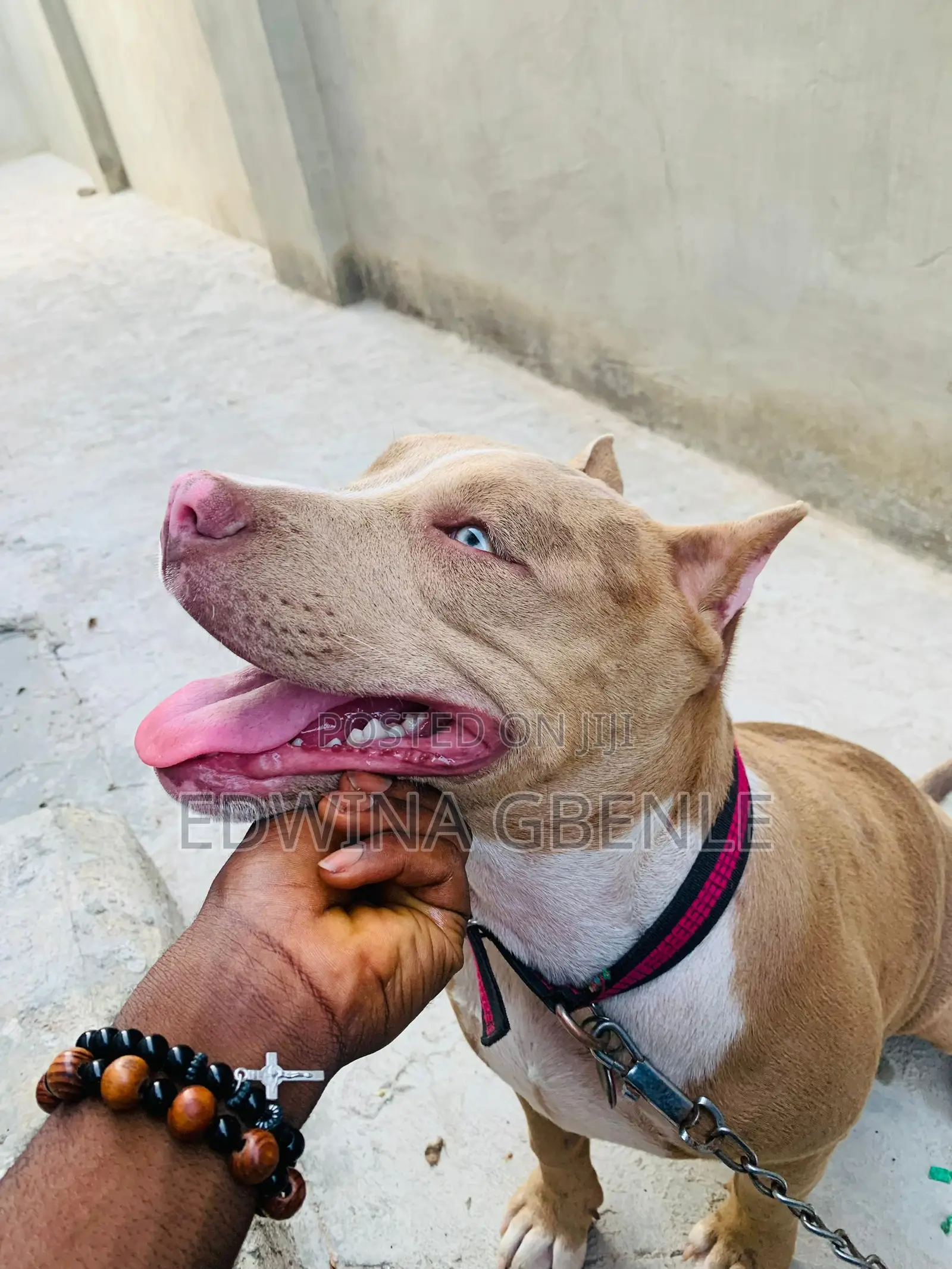 Veterinary Services
