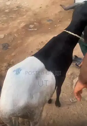 Livestock for Sale