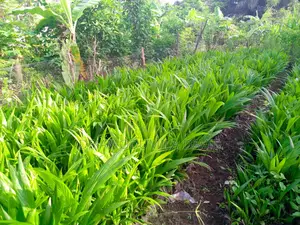Tenera Hybrid Oil Palm