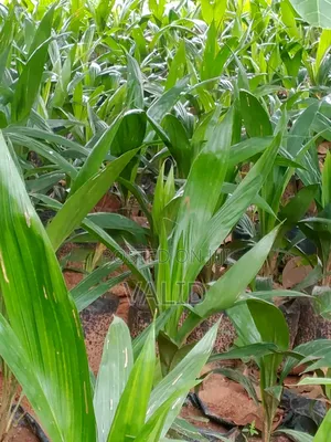 Palm Nursery