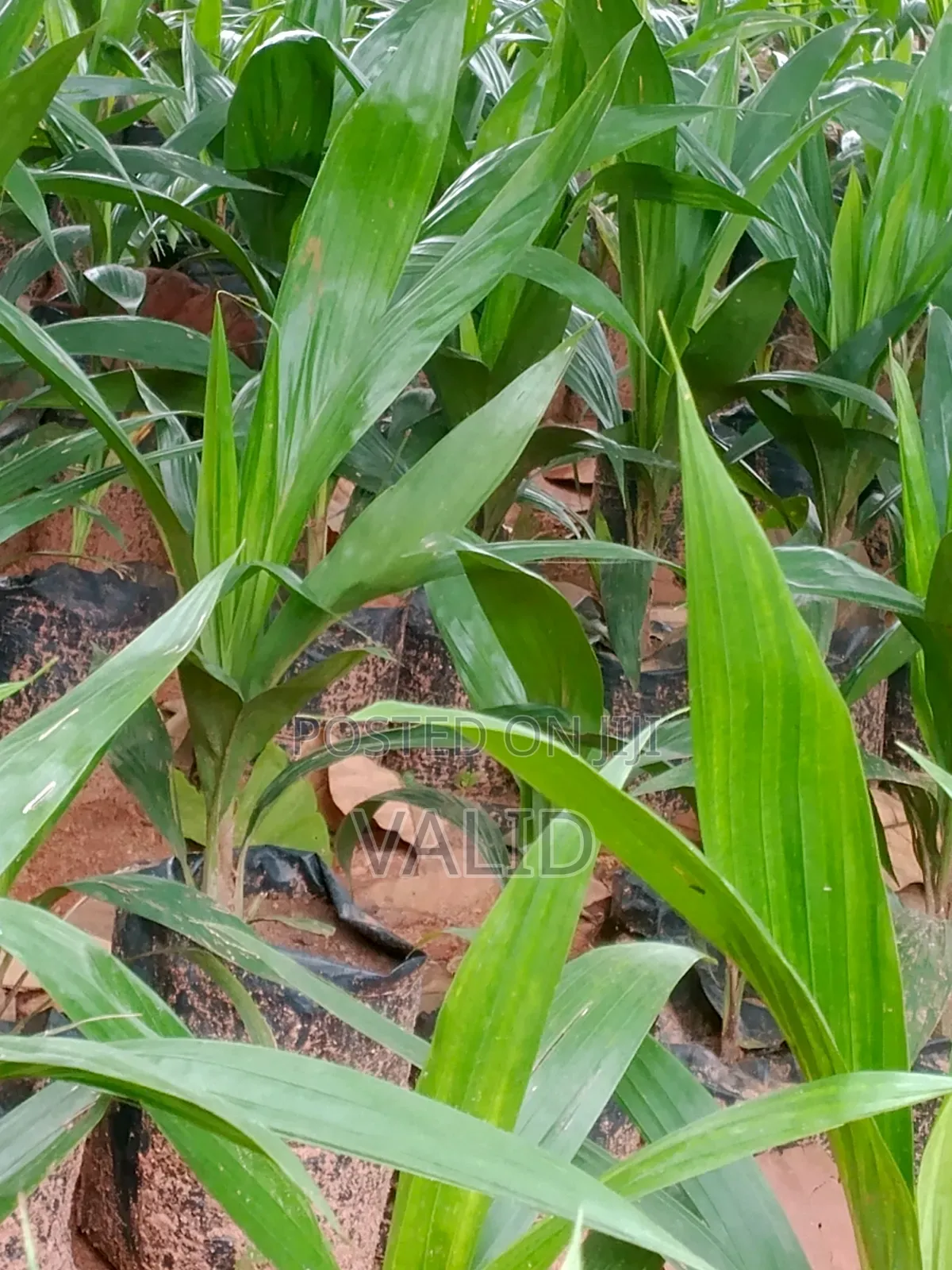 Palm Nursery