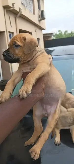 1-3 months Female Purebred Boerboel