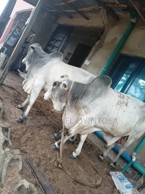Toki Livestock Farming