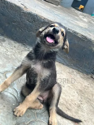 1-3 months Female Purebred German Shepherd