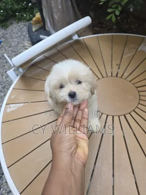 1-3 months Female Purebred Lhasa Apso