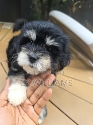 1-3 months Female Purebred Lhasa Apso