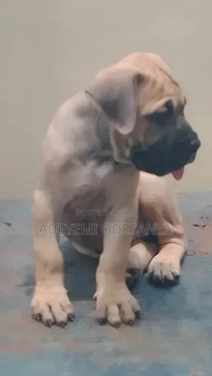 1-3 months Female Purebred Boerboel