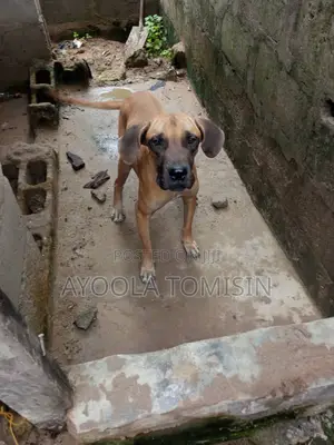 6-12 months Male Purebred Boerboel