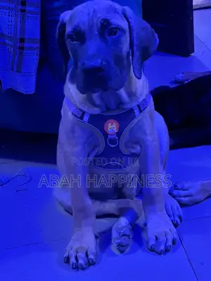 1-3 months Male Purebred Boerboel