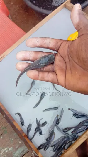 Catfish Juveniles Available