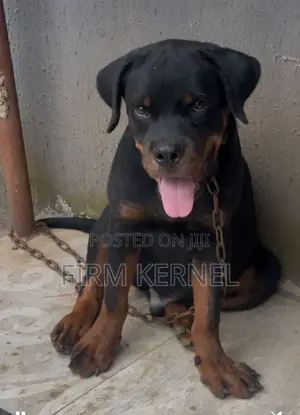3-6 months Male Purebred Rottweiler