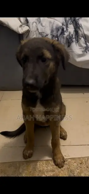 1-3 months Female Purebred Caucasian Shepherd