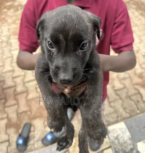 0-1 month Female Purebred German Shepherd