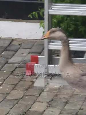 Do You Have a Female Geese You Want to Exchange for a Male?