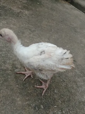 Local Turkey
