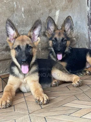 3-6 months Male Purebred German Shepherd