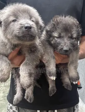 0-1 month Female Purebred Caucasian Shepherd