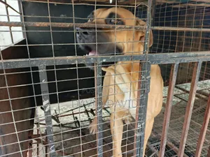 1+ year Male Purebred Boerboel