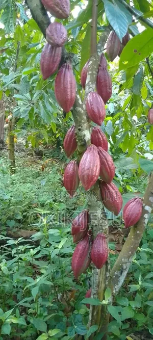 Hybrid Cocoa Seedlings