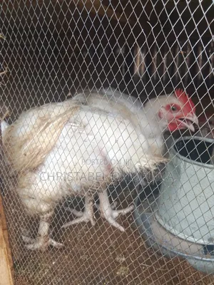 Live Chicken for Sale