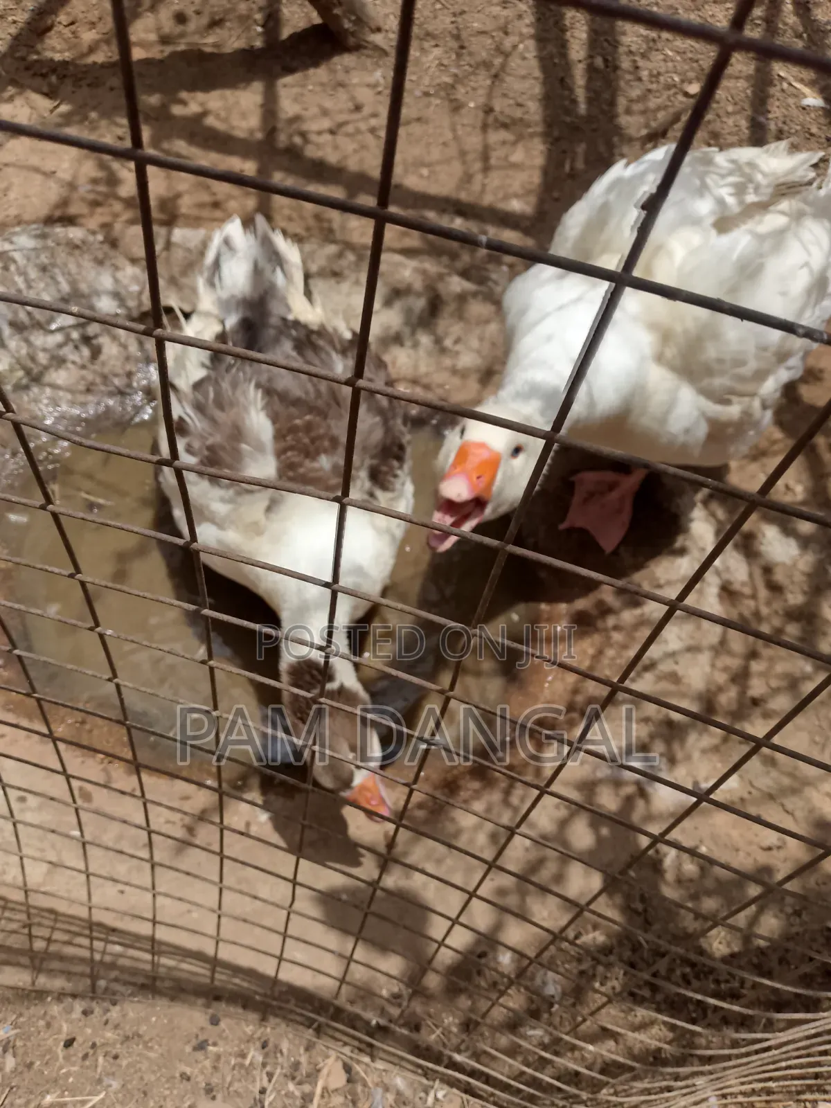 Matured Geese
