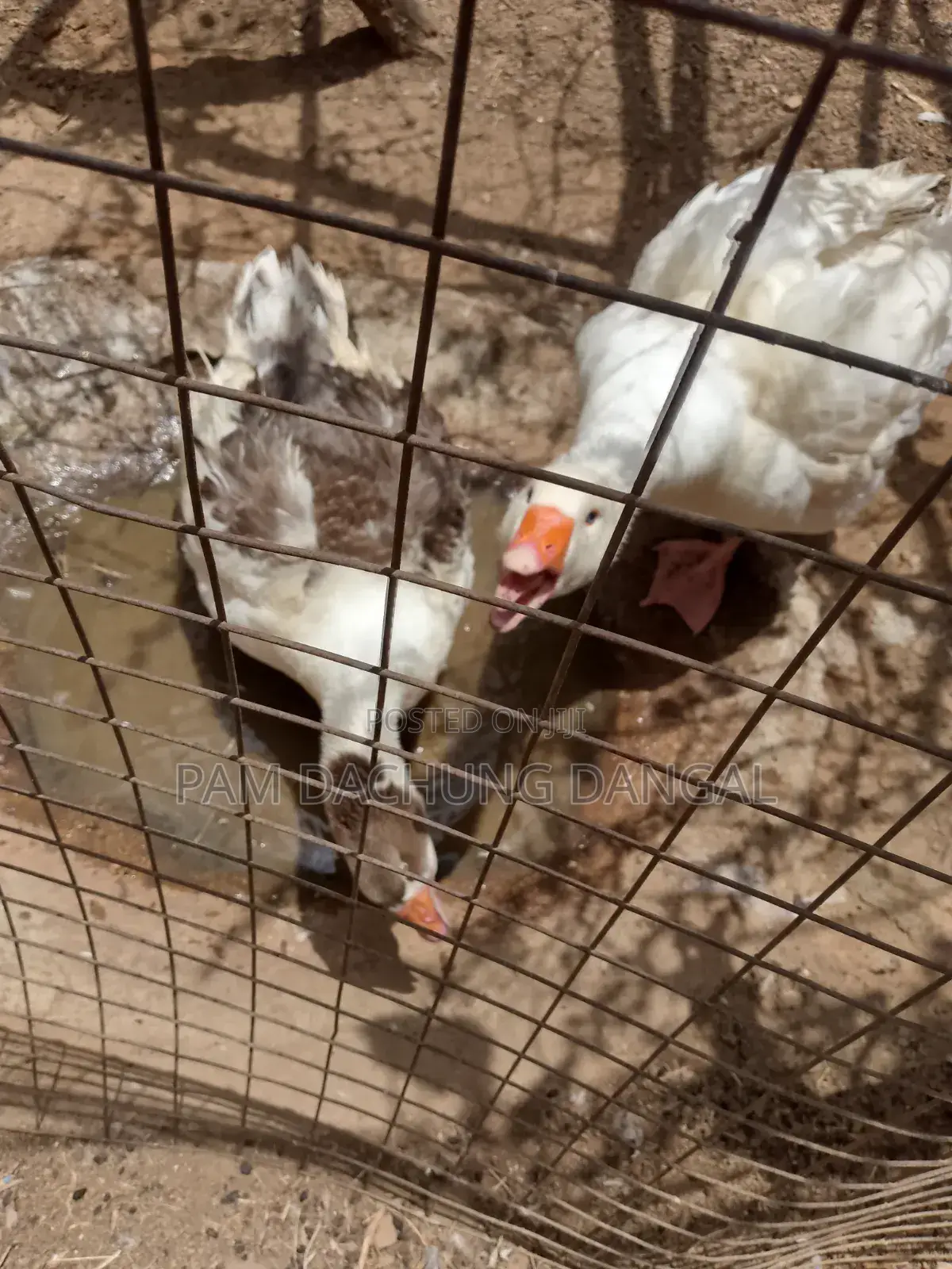 Matured Geese