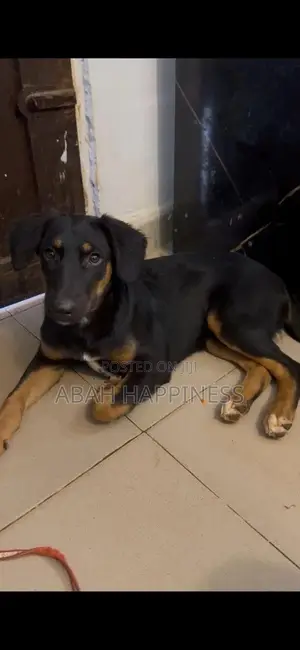 1-3 months Female Mixed Breed Rottweiler
