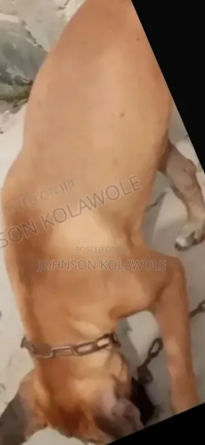1+ year Male Purebred Boerboel