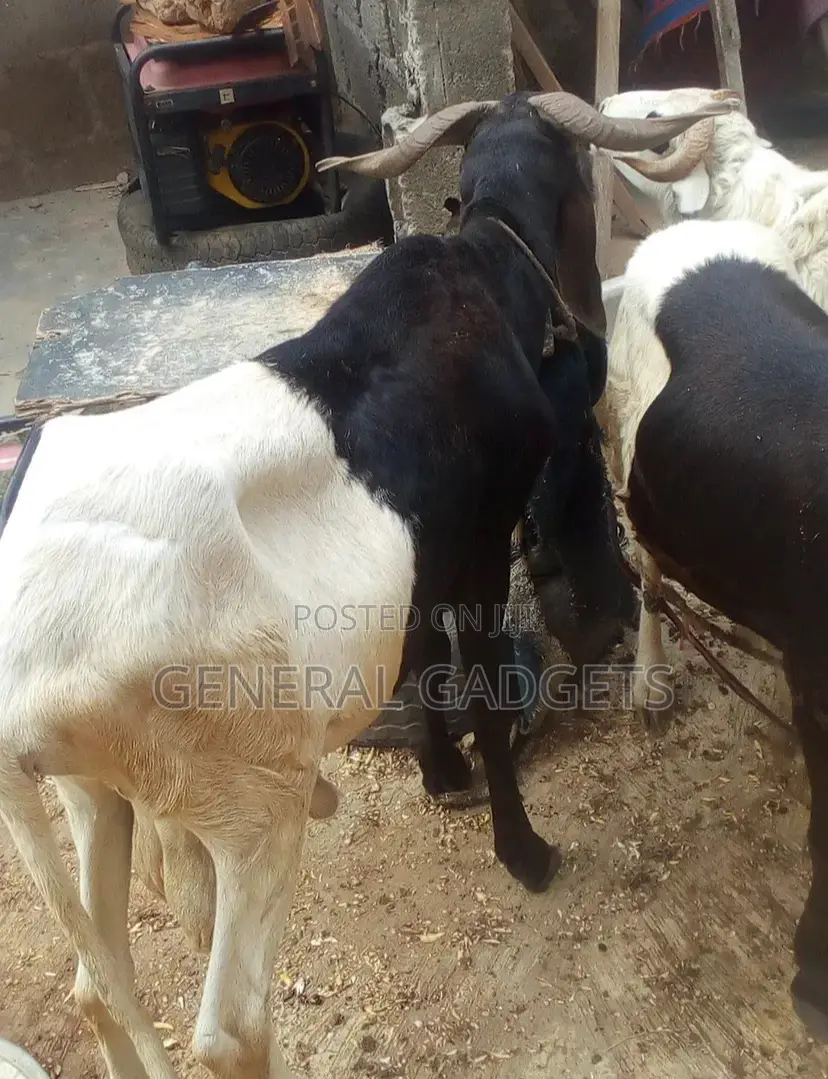 Ileyah Big Ram / Agbo