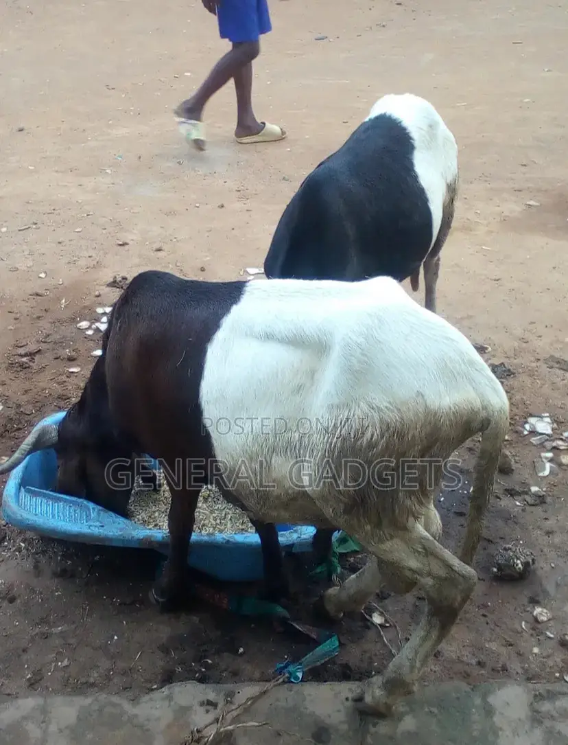 Ileyah Big Ram / Agbo