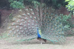 Pair Of Healthy Peacocks