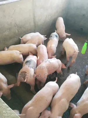 Quality Pig for Breeding and Meat Cheap and Healthy Pig Available