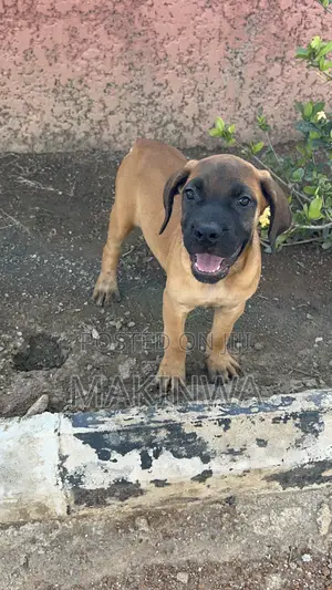 1-3 months Female Purebred Boerboel